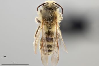 Media type: image;   Entomology 770434 Aspect: habitus dorsal view
